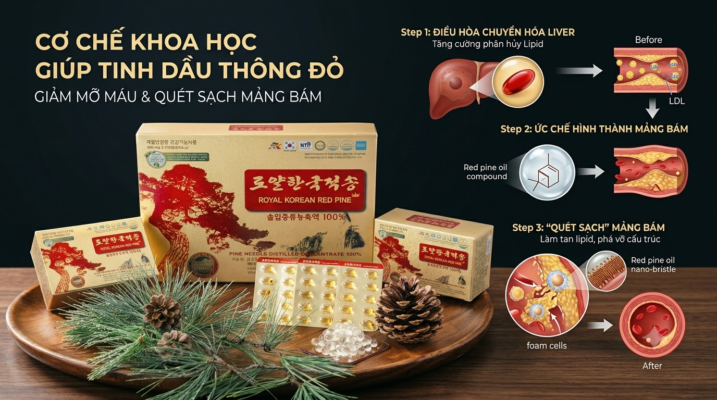 Cơ chế khoa học giúp tinh dầu thông đỏ giảm mỡ máu, "quét sạch" mảng bám thành mạch