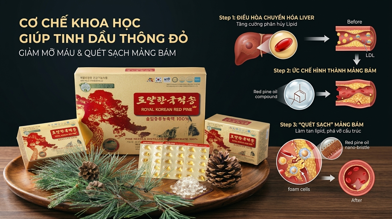 Cơ chế khoa học giúp tinh dầu thông đỏ giảm mỡ máu, "quét sạch" mảng bám thành mạch